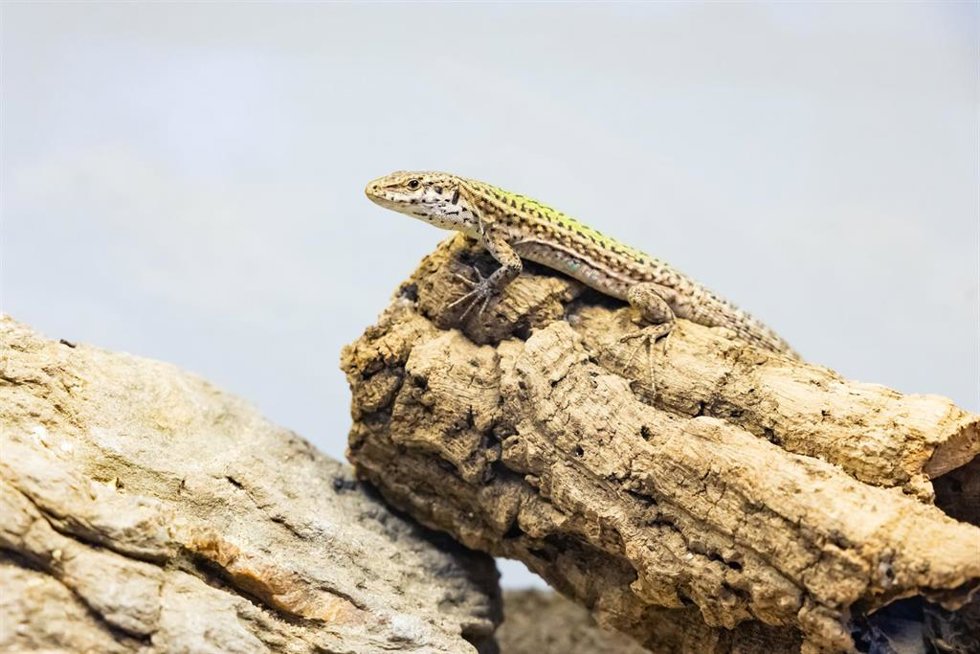 Lagartija pitiusa