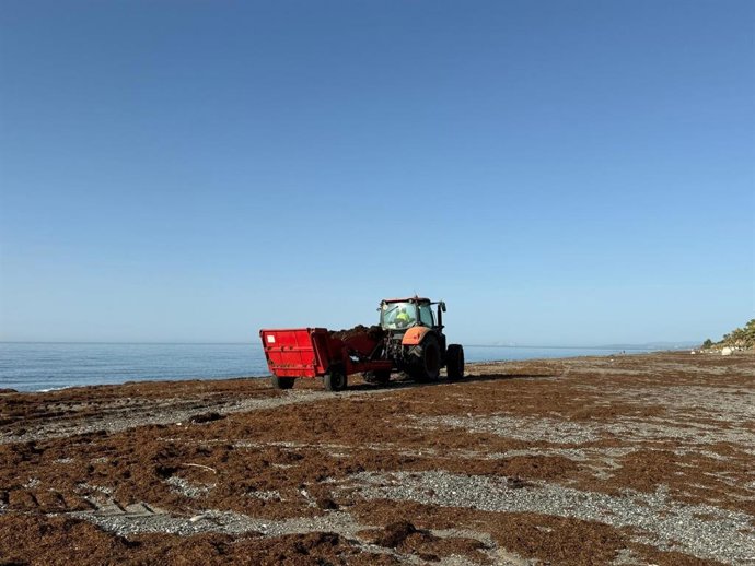 Retirada del alga asiática en las costas de Estepona