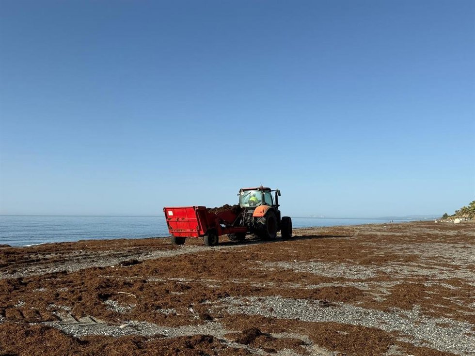 Retirada del alga asiática en las costas de Estepona