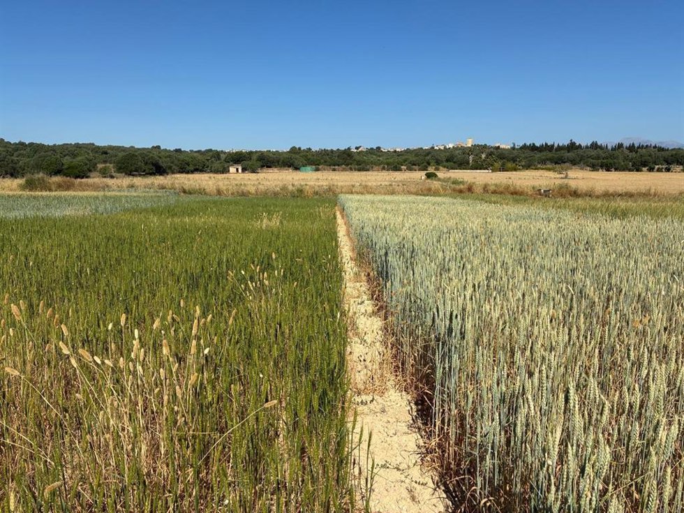 Campos de cebada mallorquina.