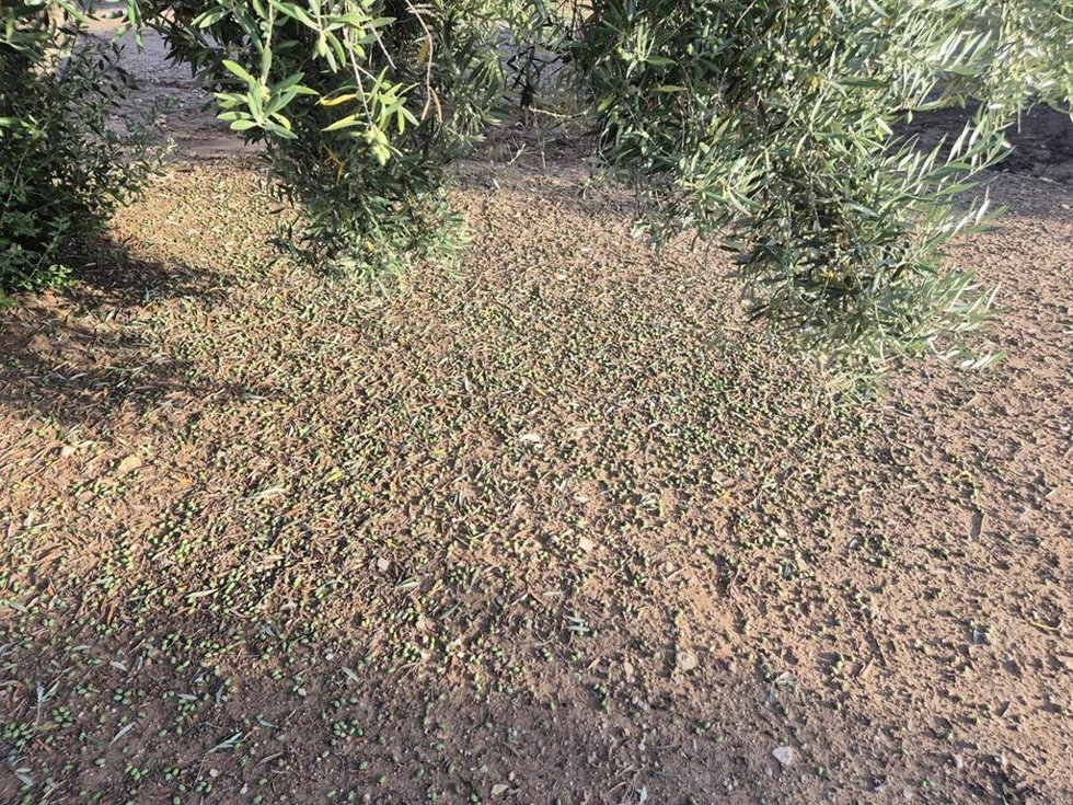 Aceitunas y hojas tiradas al suelo por la tormenta en un olivar del término municipal de Jaén.