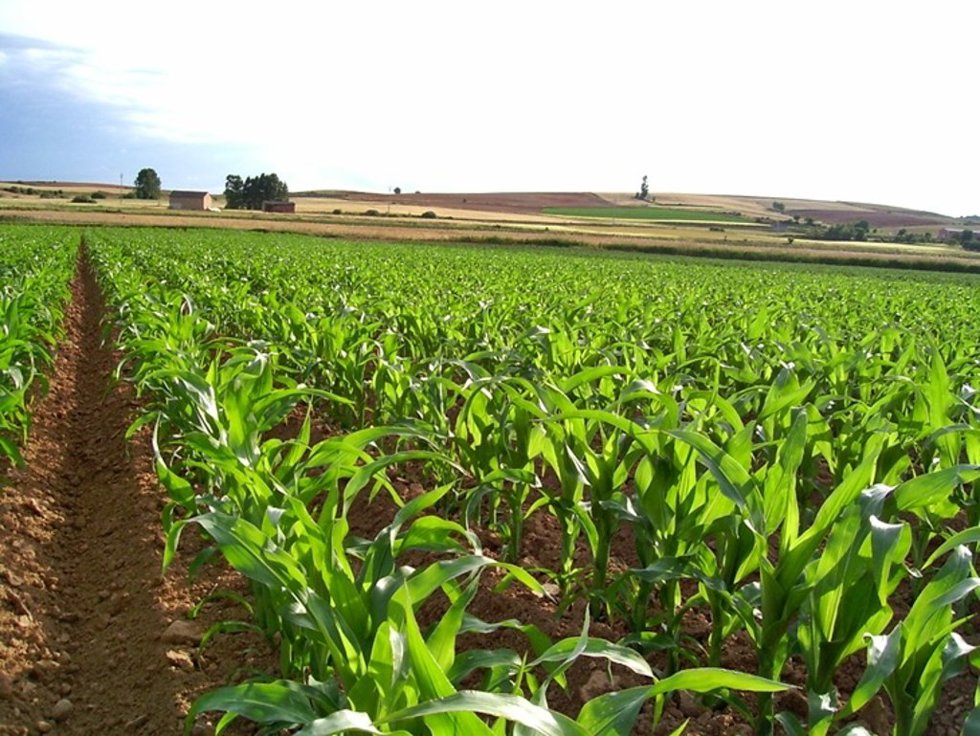 Cultivo de maíz