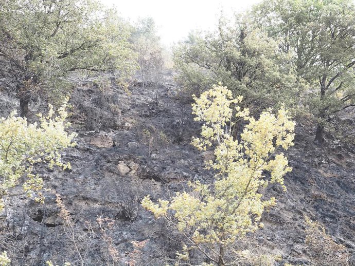 Archivo - Foto de archivo de una zona calcinada por el incendio forestal en Urraúl Alto en septiembre de 2025.