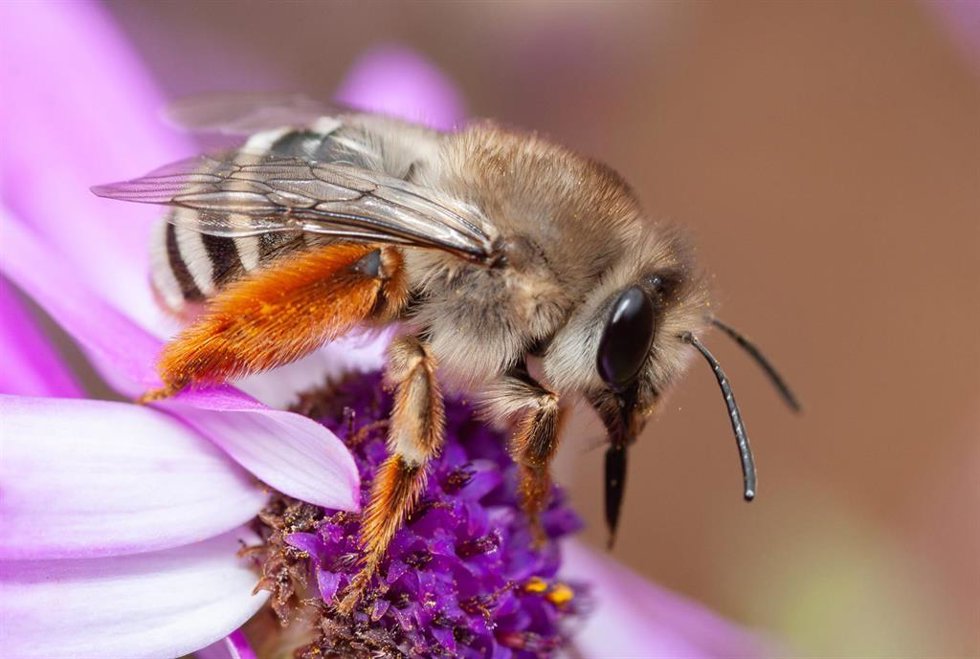 Abeja endémica de Canarias