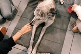 Foto: Terapia con perros se asocia a mejor "autoeficacia de adolescentes ingresados" en unidad psiquiátrica, según un estudio