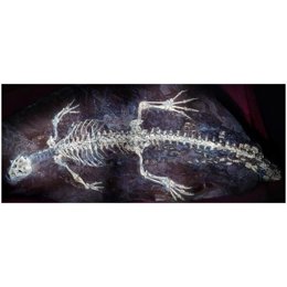 Montsecosuchus depereti vist sota llum ultraviolada, una tècnica que permet destacar detalls invisibles a simple vista.