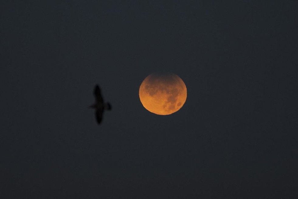 Archivo - Una gaviota vuela en el cielo donde se observa un eclipse lunar parcial. Imagen de archivo. 