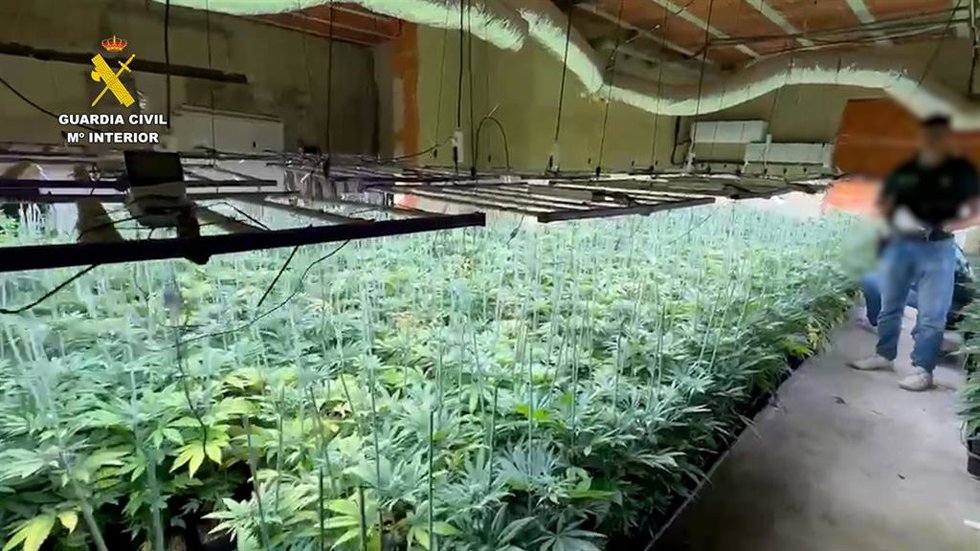 Plantación de marihuana desmantelada
