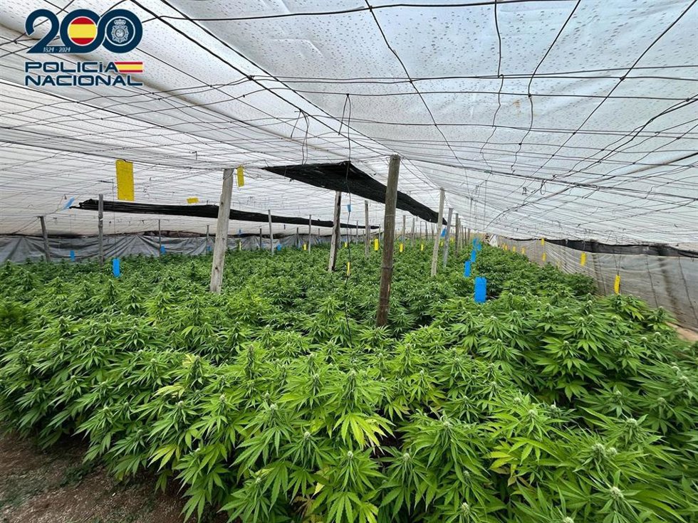 Imagen del invernadero en Matagorda, El Ejido (Almería), desmantelado con 5.000 plantas de marihuana