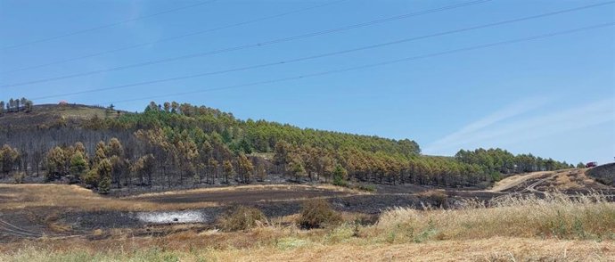 Zona calcinada por el incendio de vegetación en la Cendea de Olza.