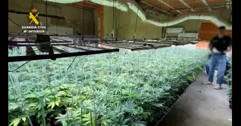 Desmantellada una sofisticada plantació de marihuana en un xalet de Picassent
