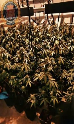 Plantación de marihuana en una vivienda de Granada.