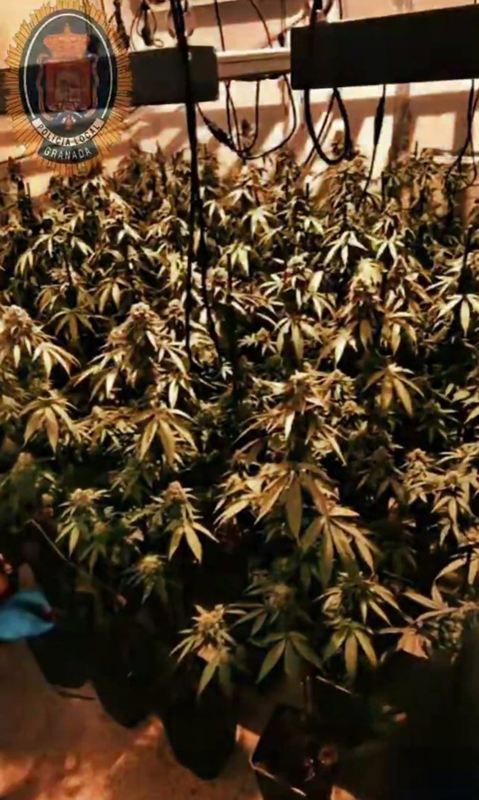 Plantación de marihuana en una vivienda de Granada.