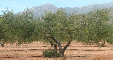 EpAgro - Agricultura