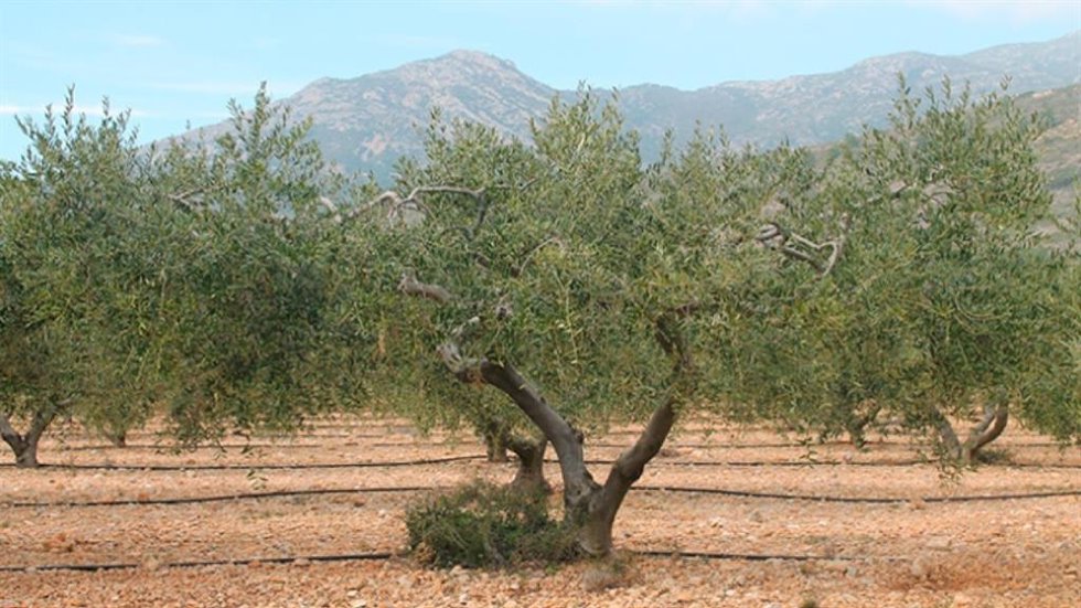 Un campo de cultivo, en una imagen de archivo