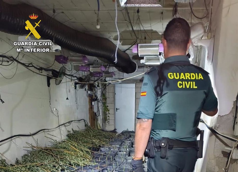 Un agente de la Guardia Civil junto a algunas de las plantas de marihuana intervenidas