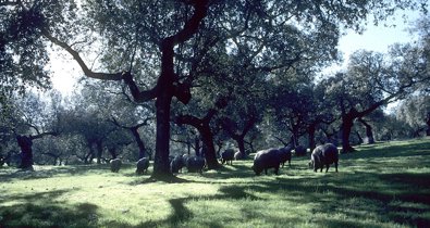 Extremadura
