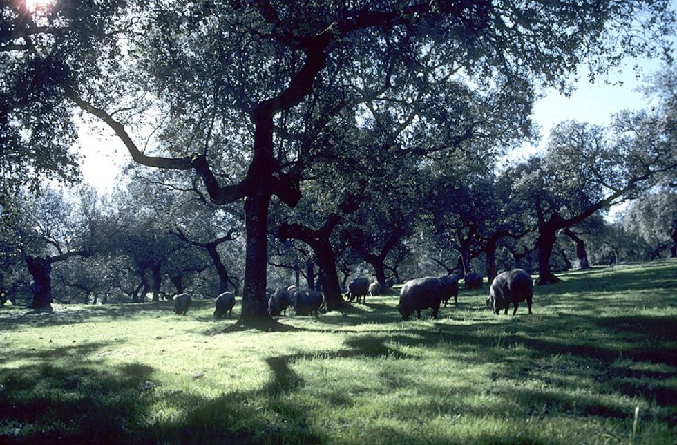 Archivo - Cerdos en la dehesa