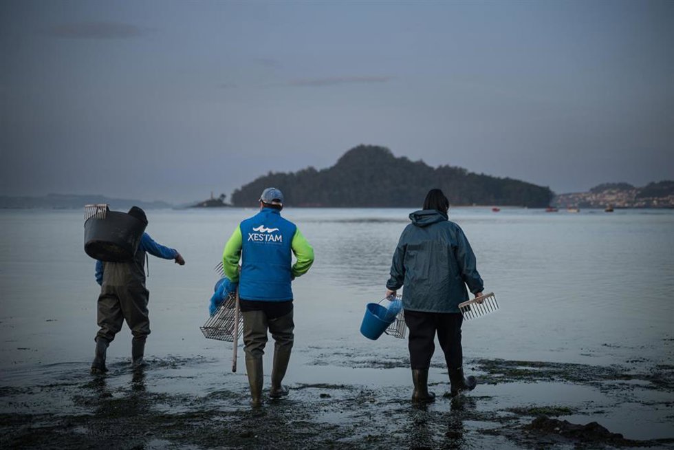 Archivo - Mariscadores trabajan en la Playa de Lourido, a 3 de marzo de 2026, en Pontevedra, Galicia (España). Los temporales que han dejado intensas lluvias en los meses de enero y febrero en Galicia han provocado que la salinidad de las rías disminuya a