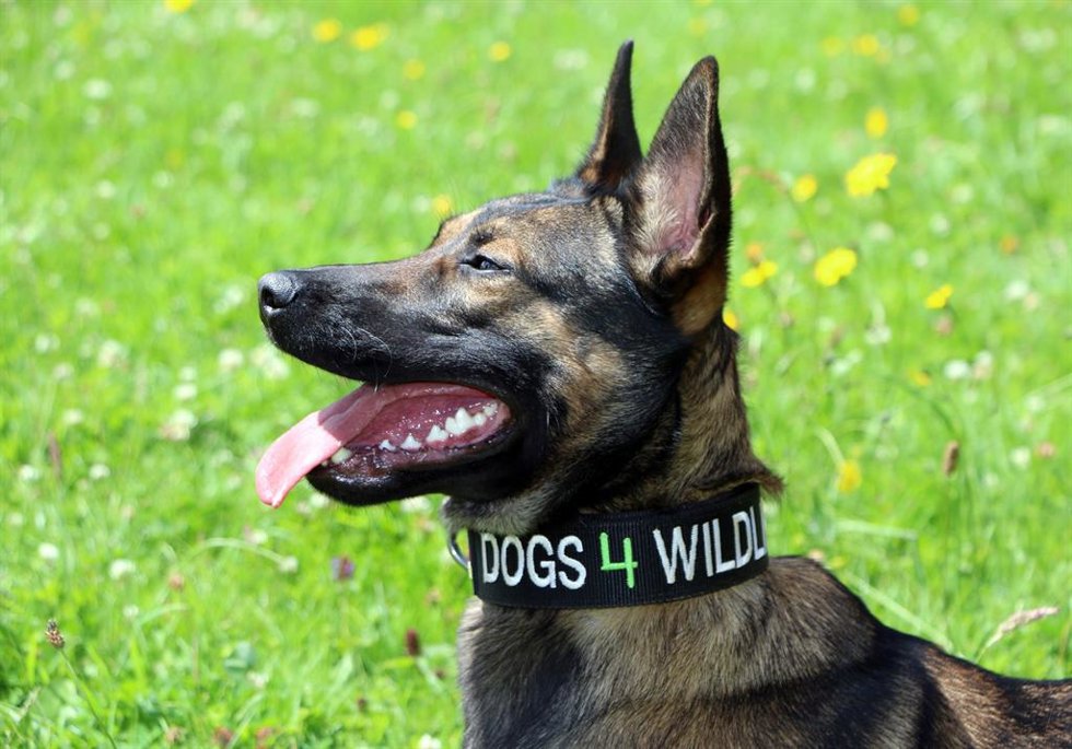 Emirates SkyCargo se alía con Dogs 4 Wildlife para luchar contra la caza furtiva