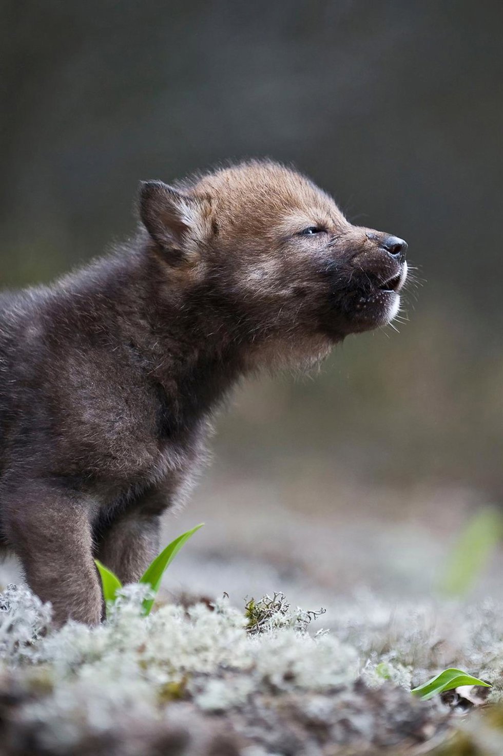 Archivo - Cachorro de Lobo Ibérico.