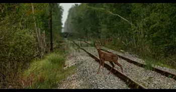 La guerra en Ucrania ha alterado el comportamiento de la fauna silvestre en Chernóbil, según un estudio