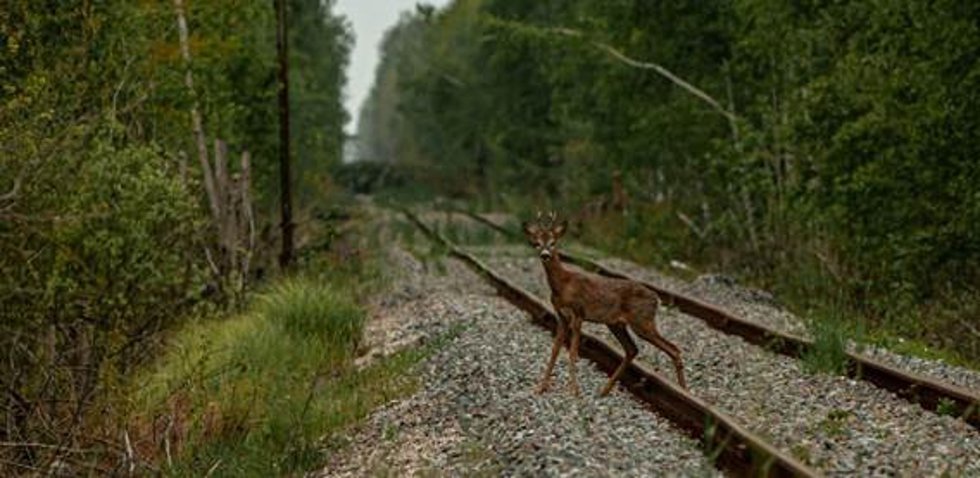 Un corzo cruzando una vía férrea cerca del pueblo abandonado de Novoshepelychi.