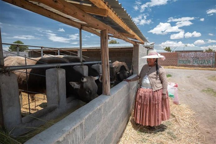 Archivo - Agrobanco impulsa inclusión financiera rural con más de S/ 205 millones en créditos para mujeres productoras.