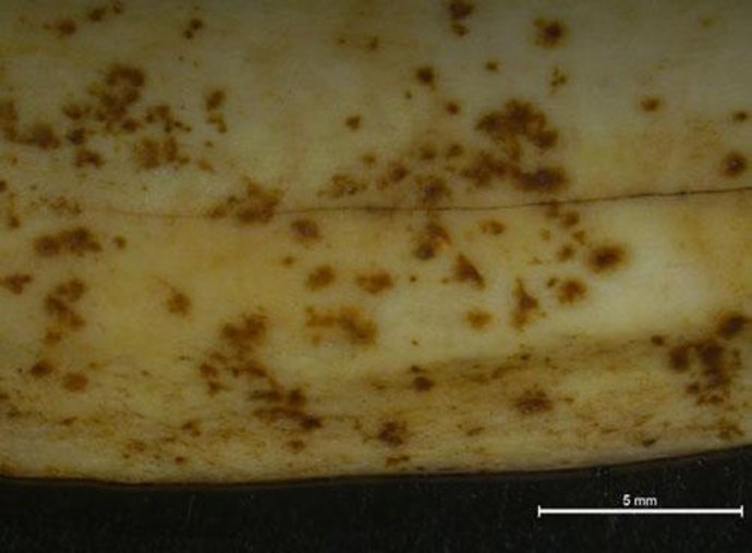 Eles determinam o tipo de marcas características que as raízes das plantas deixam nos ossos