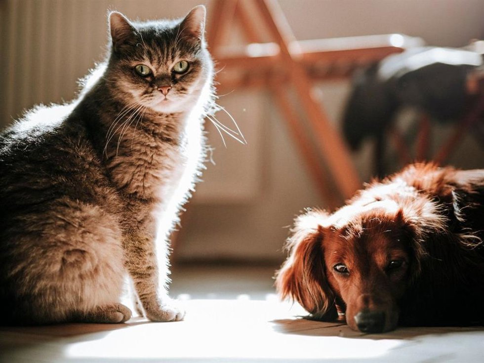 El universo foodie también es cosa de los 'pet lovers': la alta gastronomía también para las mascotas