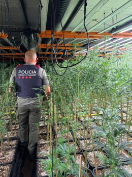 El cultiu de marihuana intervingut
