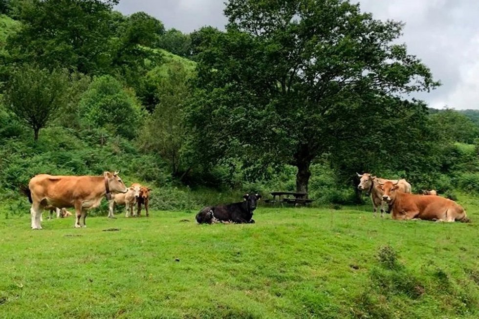 Archivo - Vacas.- Archivo