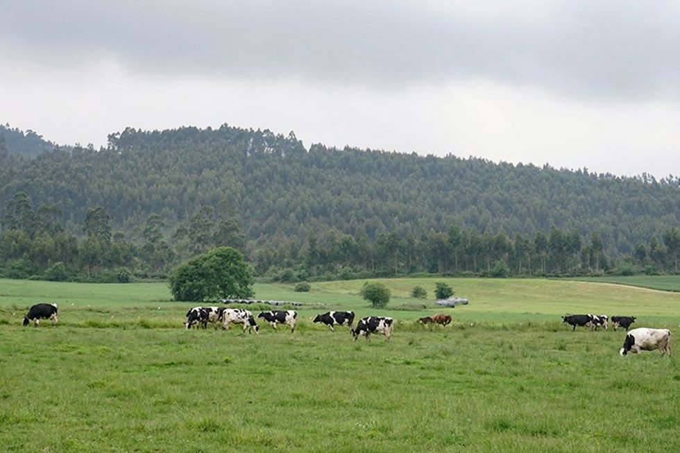Archivo - Vacas pastando