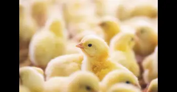 Iluminar el interior de huevos sin eclosionar podría permitir revelar el sexo de los pollos para evitar su sacrificio