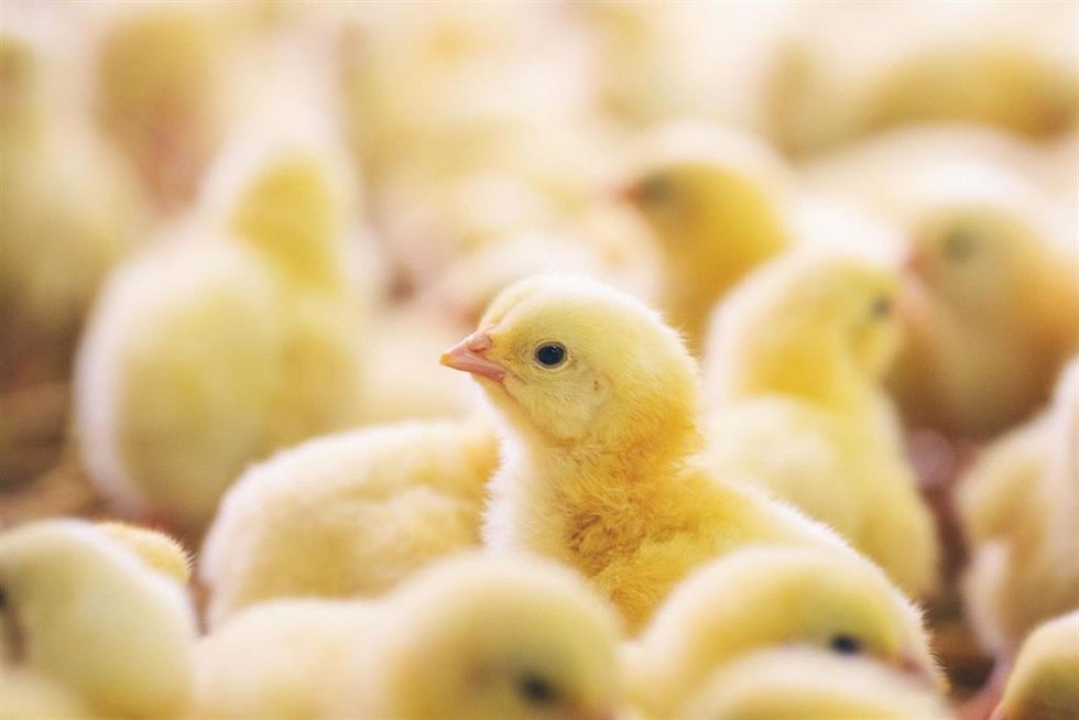 Archivo - Semana sin Pollo 2024.
