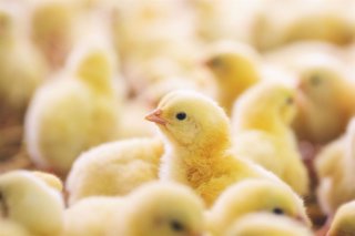 Archivo - Semana sin Pollo 2024.