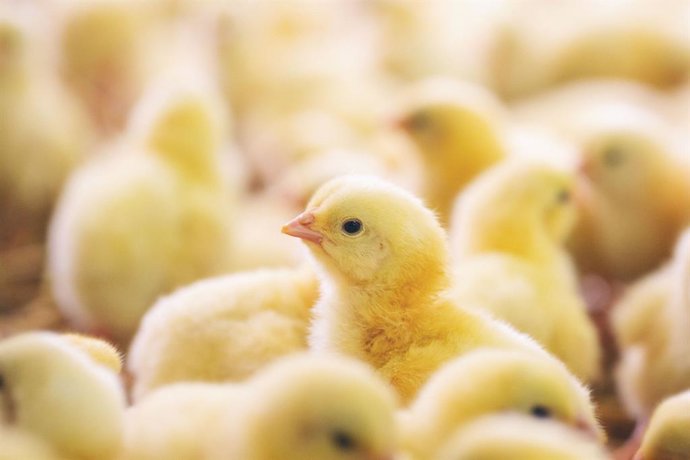 Archivo - Semana sin Pollo 2024.