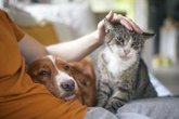 Foto: ¿Ayudan realmente perros y gatos cuando estamos estresados? Un estudio encuentra diferencias
