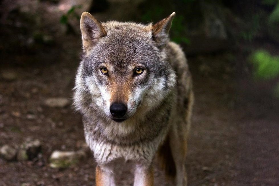 Archivo - Lobo
