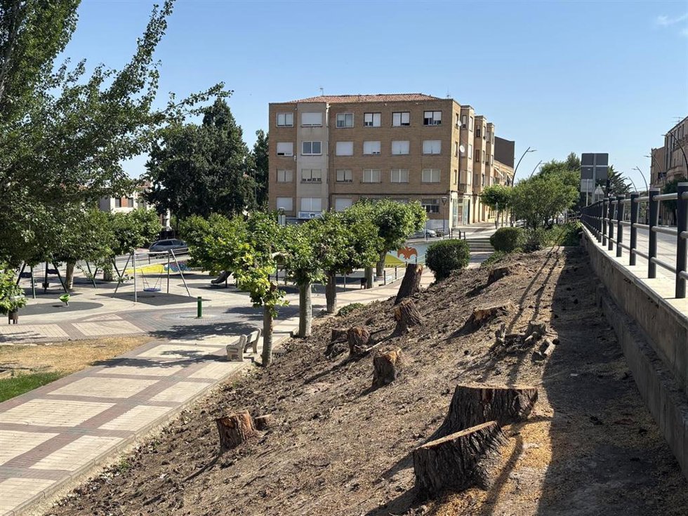 Una veintena de Alamos blancos (Populus alba) talados en julio de 2025 porque supuestamente afectaban a una canalización de aguas residuales.