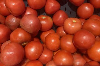 Santiago 8 de abril 2026. Alza del IPC de marzo afecta a alimentos como el tomate, subiendo en un 17 por cuento su precio. Dragomir Yankovic/Aton Chile