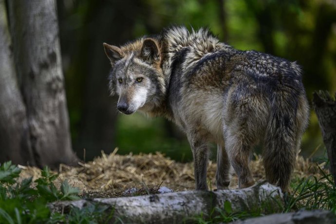 Archivo - Lobo.