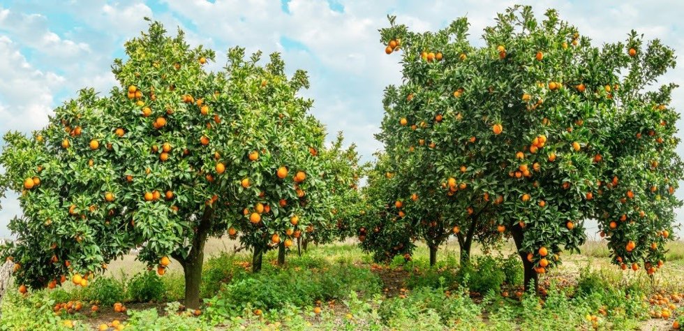 Fundeen abre la inversión en explotaciones agrícolas profesionales a nuevos perfiles inversores
