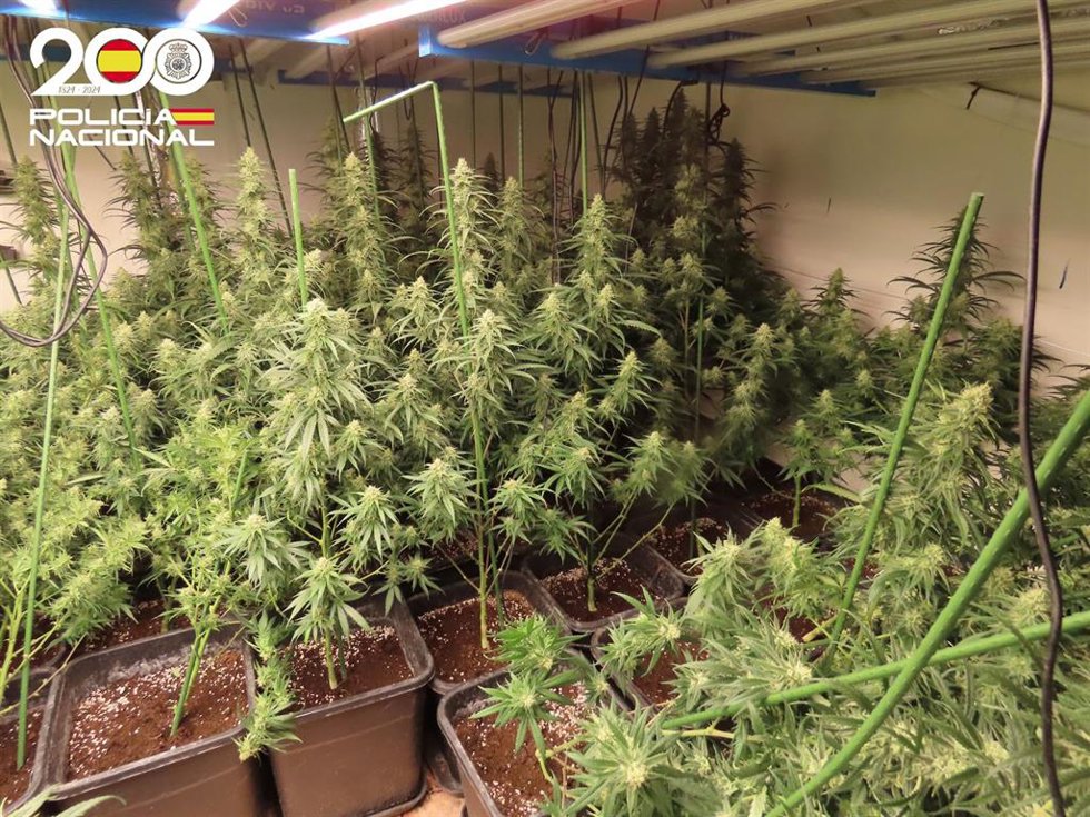 Archivo - Imagen de archivo de un cultivo 'indoor' de marihuana
