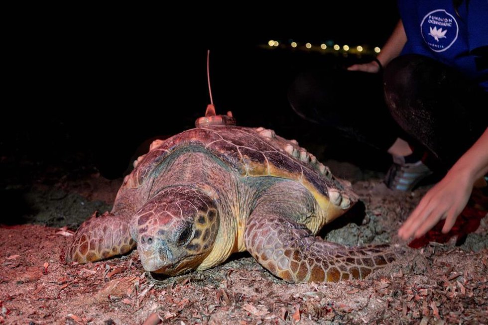 La tortuga Diana