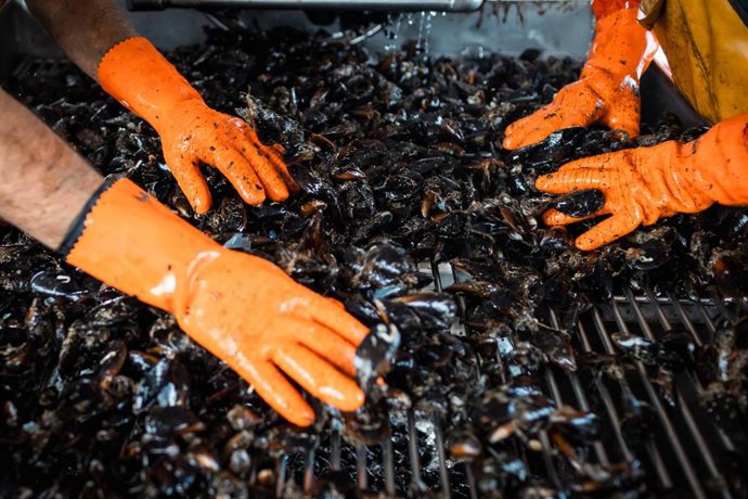 Archivo - Pesca de mejillones, a 2 de septiembre, en Pontevedra, Galicia (España). La alta temperatura del agua, sin viento norte y el continuo desove del mejillón alarman a los 'bateeiros'. El sector explica que la concha tiene "un buen crecimiento" pero