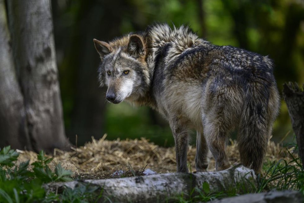Archivo - Lobo.