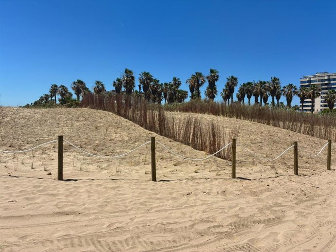 La platja dels Peixets d'Alboraia recupera les seues dunes
