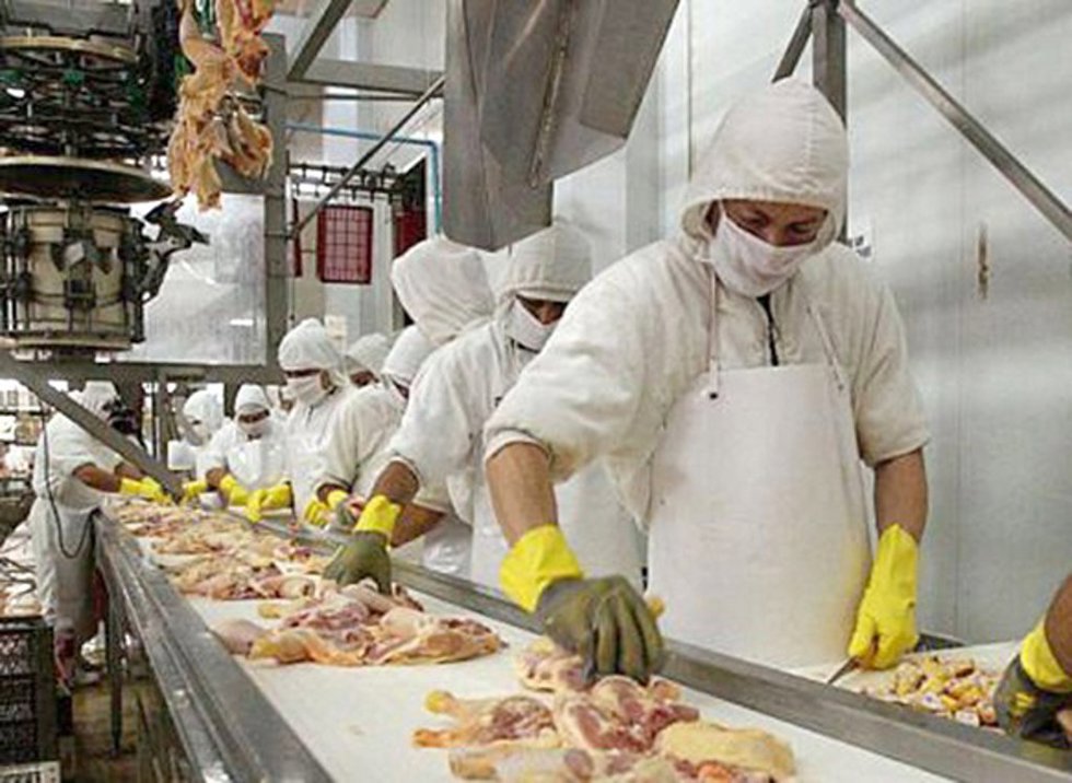 Matadero de conejos y pollos