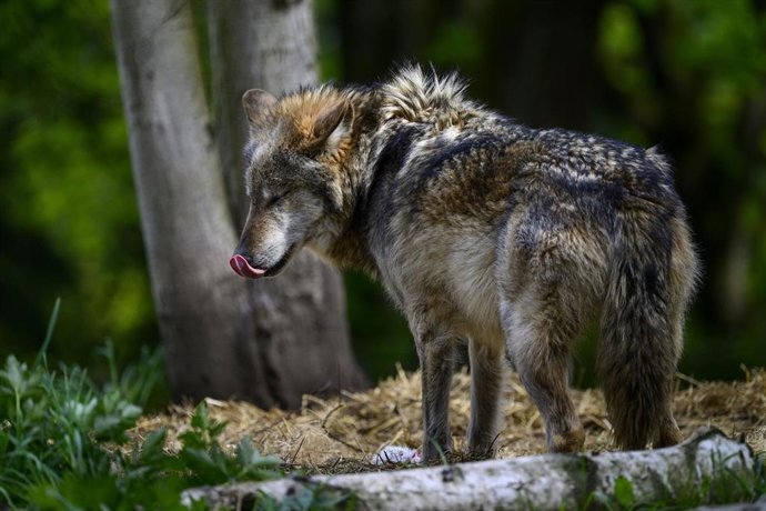 Archivo - Lobo.